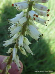 Kniphofia buchananii