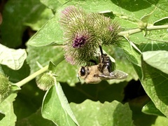 Xylocopa tabaniformis androleuca