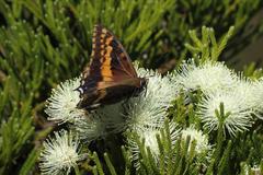 Charaxes pelias