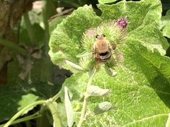 Xylocopa tabaniformis androleuca