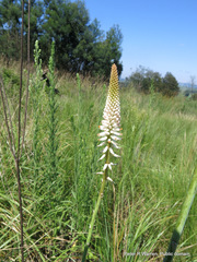Kniphofia buchananii