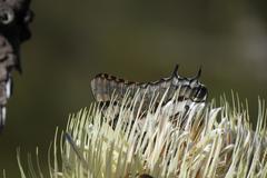 Charaxes pelias