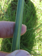 Kniphofia buchananii