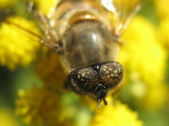 Eristalinus