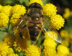 Eristalinus