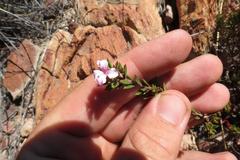 Acmadenia maculata