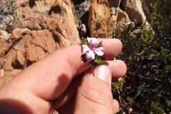 Acmadenia maculata