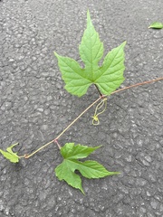 Ampelopsis glandulosa