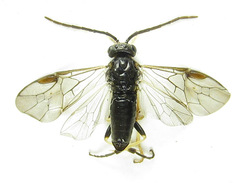 Pristiphora laricis