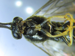 Pristiphora laricis