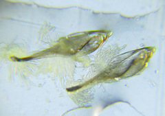 Pristiphora laricis