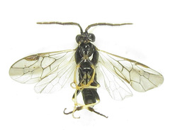 Pristiphora laricis