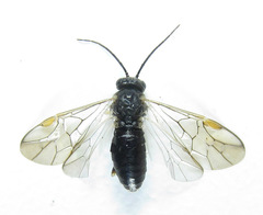 Pristiphora laricis
