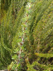 Cliffortia stricta