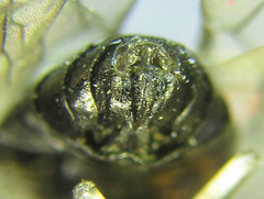 Pristiphora laricis