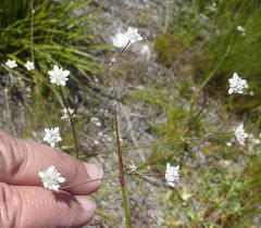 Alepidea capensis capensis