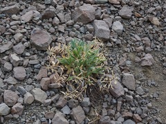 Phoenicaulis cheiranthoides
