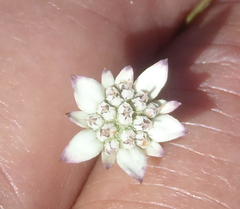 Alepidea capensis capensis