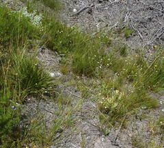 Alepidea capensis capensis