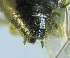 Pristiphora laricis