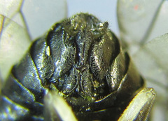 Pristiphora laricis