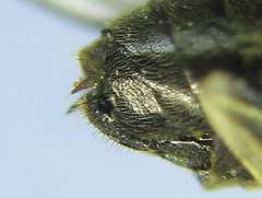Pristiphora laricis