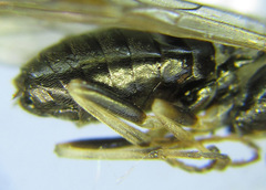 Pristiphora laricis
