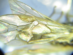 Pristiphora laricis