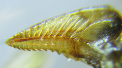 Pristiphora laricis
