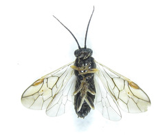 Pristiphora laricis