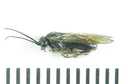 Pristiphora laricis