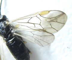 Pristiphora laricis