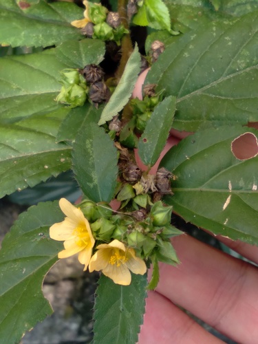 Sida planicaulis