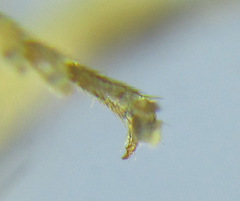 Pristiphora laricis