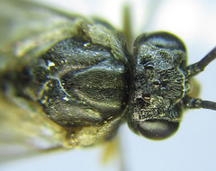 Pristiphora laricis