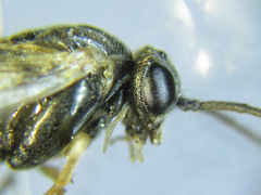 Pristiphora laricis
