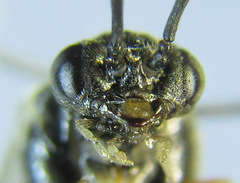 Pristiphora laricis