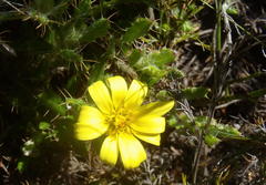 Cullumia aculeata sublanata