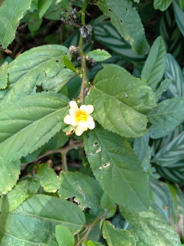 Sida planicaulis