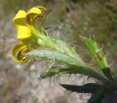 Cullumia aculeata sublanata