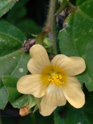 Sida planicaulis