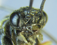 Pristiphora laricis