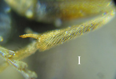 Pristiphora laricis