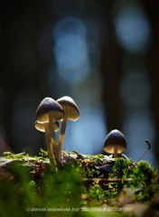 Mycena plumipes