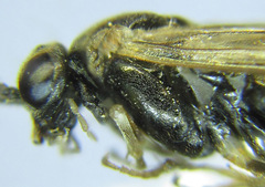 Pristiphora laricis