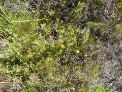 Cullumia aculeata sublanata