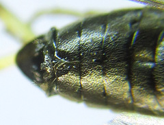 Pristiphora laricis