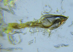 Pristiphora laricis