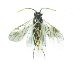 Pristiphora laricis