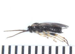 Pristiphora laricis